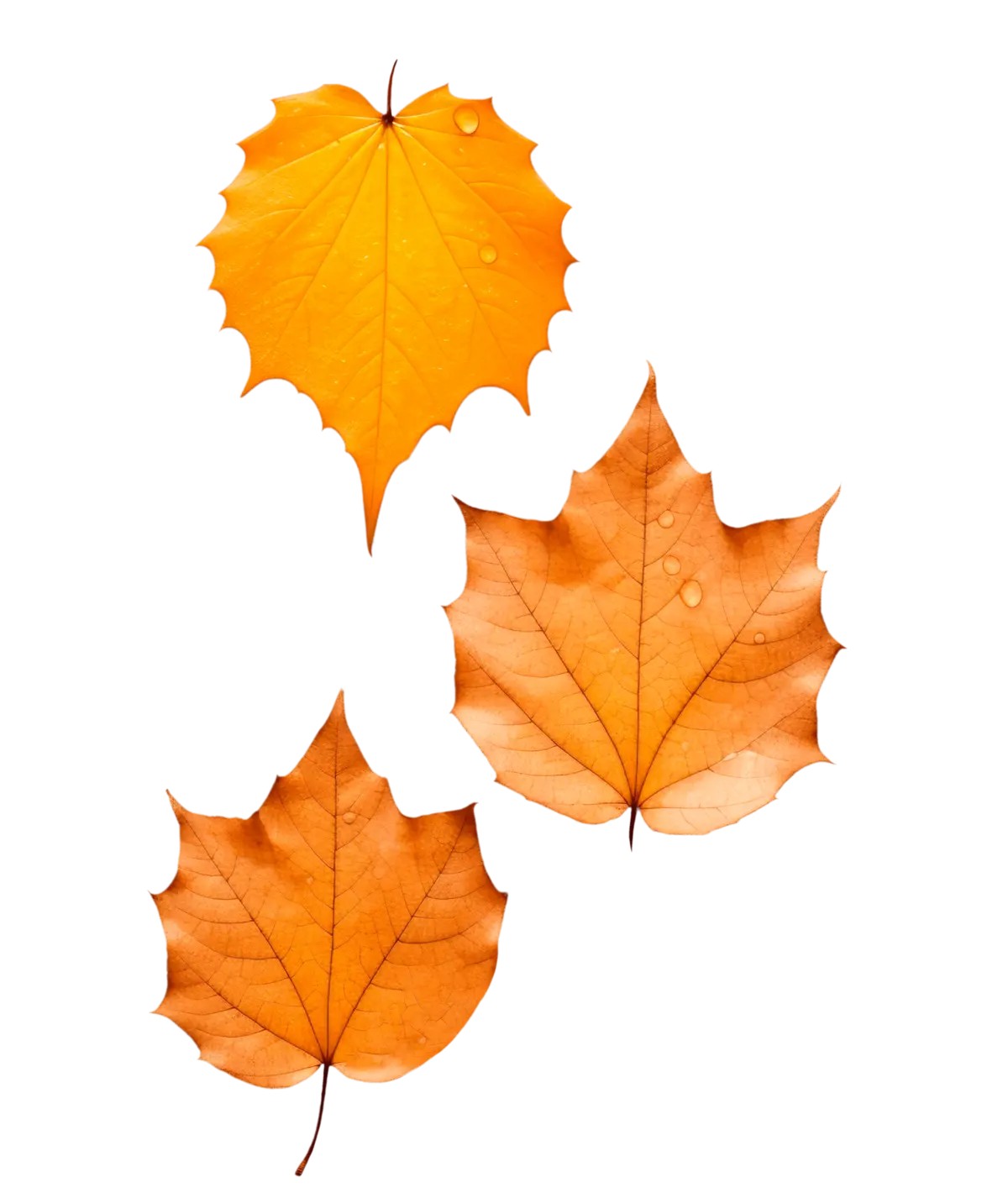 Herbstblätter Dekoration